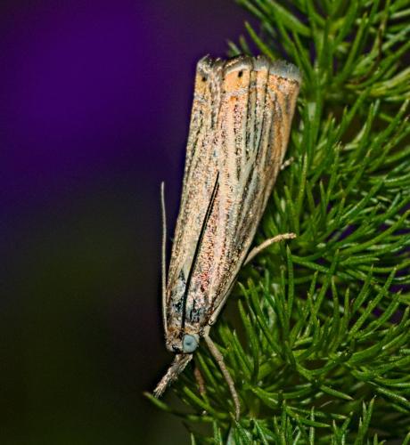 Réf. 352 929 : Chrysoteuchia culmella